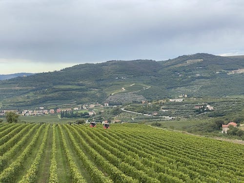 vista-vendemmia